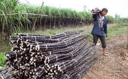 Người sản xuất m&iacute;a đạt lợi nhuận khoảng 30%